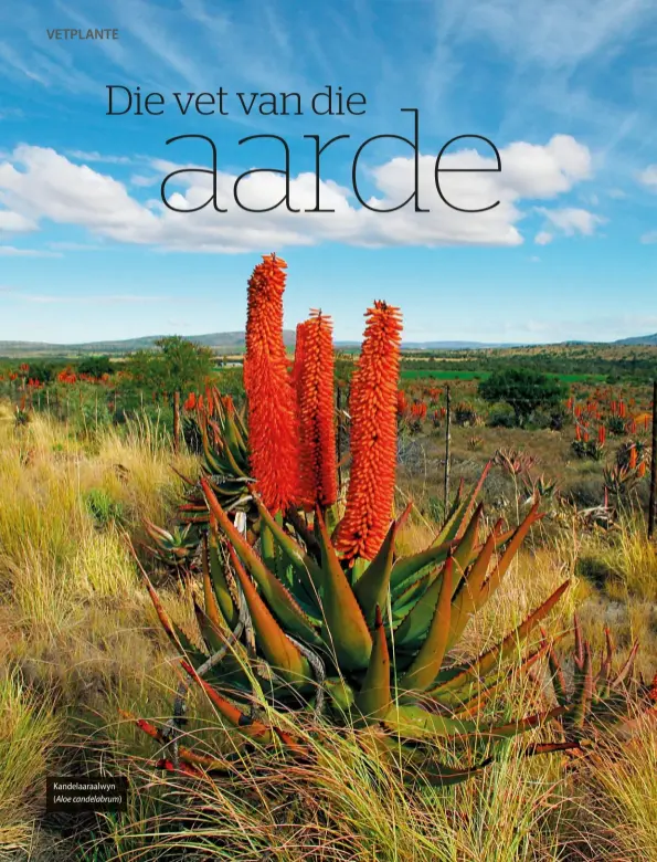  ??  ?? Kandelaara­alwyn (Aloe candelabru­m)