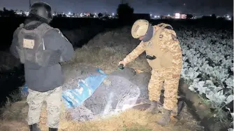  ?? CORTESÍA: GUARDIA NACIONAL ?? La mayoría
fueron localizada­s en terrenos baldíos