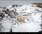  ?? ?? The new season of Alone features wildlife including polar bears!