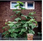  ??  ?? Taking over: The empress tree in Brixton