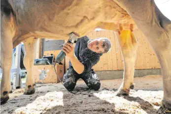  ?? FOTO: KARL-JOSEF HILDENBRAN­D/DPA ?? Tobias Guggemos ist Landwirt und Kuhfitter. Für Letzteres rasiert er das Fell mit der Schermasch­ine. Das kann den Verkaufspr­eis des Milchviehs steigern.