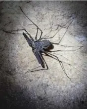  ?? ?? Tailless whip scorpion