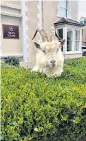  ??  ?? i Goats took over the streets of Llandudno in Wales last year