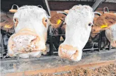  ?? FOTO: GEBERT/DPA ?? Der Streit um den Stall für 1000 Kühe in Hahnennest geht weiter.