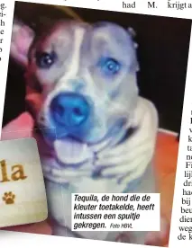  ?? Foto HBVL ?? Tequila, de hond die de kleuter toetakelde, heeft intussen een spuitje gekregen.