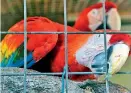  ?? Pic by Akila Jayawardan­a ?? Macaws at the zoo.