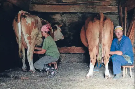  ?? Photo: REUTERS ?? Udder pleasure: A farming couple milk their cows by hand at their alpine dairy at Alpe Albona, Austria. Big dairying countries have raised milk production this year, with both the European Union and United States exporting more dairy products.