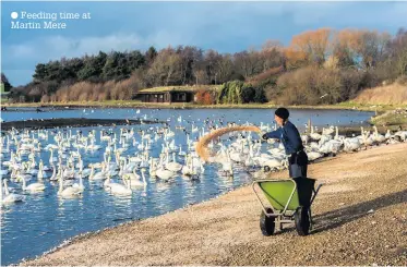  ?? Feeding time at Martin Mere ??