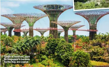  ??  ?? Tropical reserves, such as Singapore’s Gardens by the Bay, are crucial