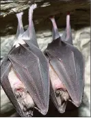  ??  ?? VIRUS LINK: Horseshoe bats