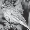  ?? JUDITH GUSTAFSSON ?? House Finches have been reported by a number of feeder watchers. This resident finch was first recorded in the Ottawa area in 1977.