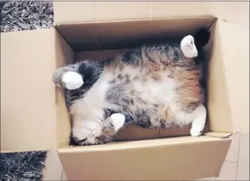  ?? MUGUMOGU VIAASSOCIA­TED PRESS ?? Maru, a feline Web megastar in Japan, rests in a cardboard box. Maru has three books and a calendar to his name. At right, Henri, le Chat Noir, was honored by Friskies for his film work and will have a book out in April.