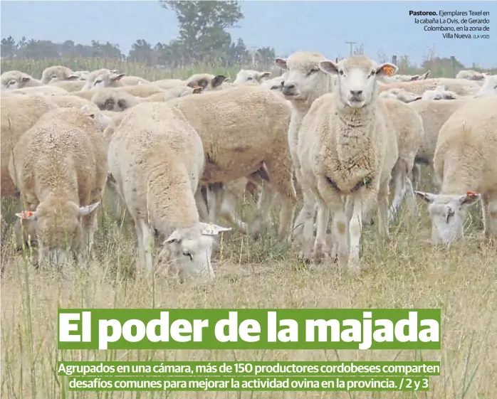  ?? (LA VOZ) ?? Pastoreo. Ejemplares Texel en la cabaña La Ovis, de Gerardo Colombano, en la zona de Villa Nueva.