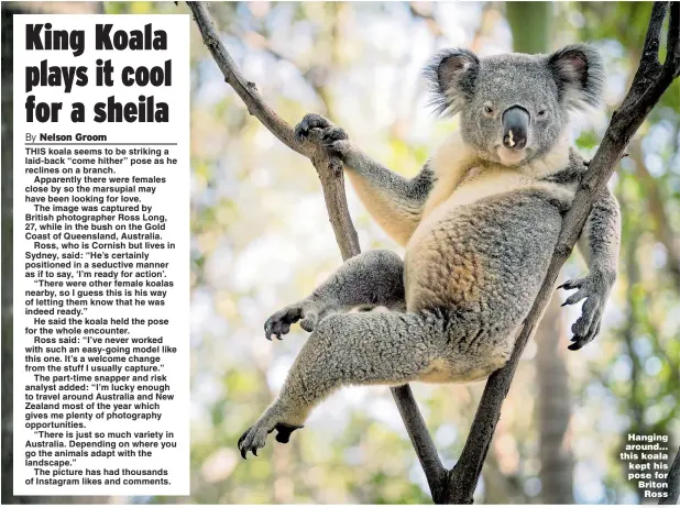  ??  ?? Hanging around… this koala kept his pose for Briton Ross