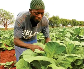  ??  ?? Kambani yeTobacco Industry and Marketing Board iri kudzidzisa varimi pachena kurima fodya zvemhando yepamusoro kuitira kuti vave nepunduko muhupenyu hwavo.