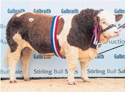  ??  ?? SIMMENTAL CHAMPION: The overall championsh­ip was awarded to Wolfstar Jackaroo, by Team Celtic