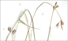  ?? COURTESY OF HUMBOLDT STATE UNIVERSITY ?? California oatgrass (danthonia californic­a) is a perennial rangeland grass.