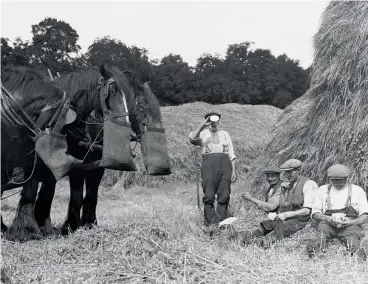  ??  ?? Farm labourers, and their horses, break for lunch during harvest-time in Hertfordsh­ire