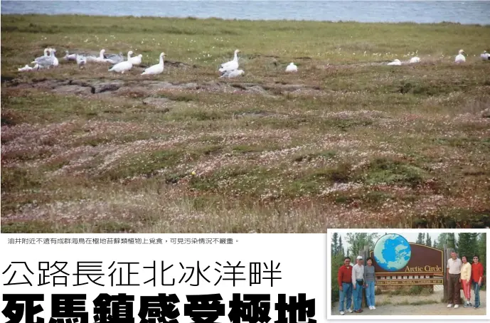  ??  ?? 油井附近不遠有成群海­鳥在極地苔蘚類植物上­覓食，可見污染情況不嚴重。 北極圈標示北緯66°33’。