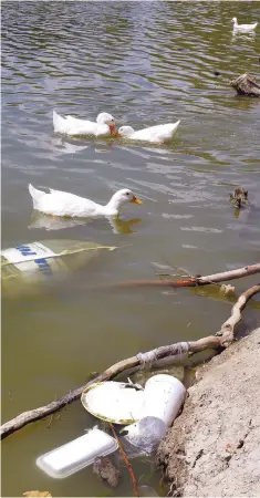  ??  ?? Irresponsa­bilidad. Los patos nadan entre la basura que los mismos paseantes arrojan al lago.