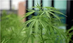  ??  ?? A person under the age 20 found in possession of cannabis would not face conviction.