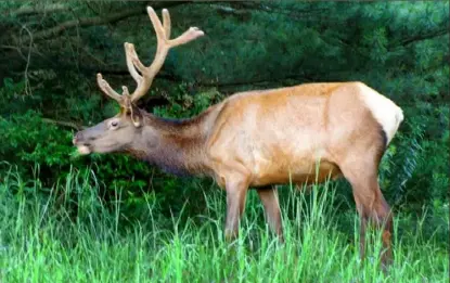  ?? Melissa Tkach/Post-Gazette ?? A wild elk grazes on Winslow Hill in Benezette, Elk County.