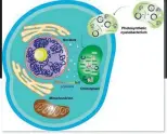  ?? PHOTOS PROVIDED TO CHINA DAILY ?? Left: An illustrati­on of the evolution of a chloroplas­t.