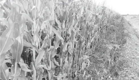  ?? JAVIER VEGA ?? >Un buen desarrollo muestran los predios sembrados con maíz en la región.