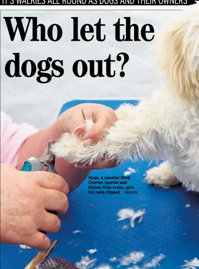 WHO LET THE DOGS OUT! - PressReader