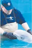  ?? COURTESY OF ALASKA SEALIFE CENTER ?? FOR NEXT WEEK: “More to be thankful for today — this 11-week-old rescued beluga whale is being fed a formula of powdered milk substitute and herring, which is (likely?!) not on your table.” OR … SEND YOUR suggested caption for publicatio­n next...