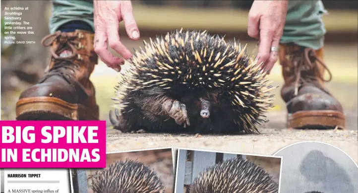  ?? Picture: DAVID SMITH ?? An echidna at Jirrahling­a Sanctuary yesterday. The little critters are on the move this spring.
