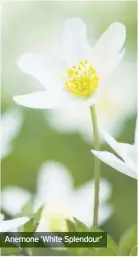  ??  ?? Anemone ‘White Splendour’