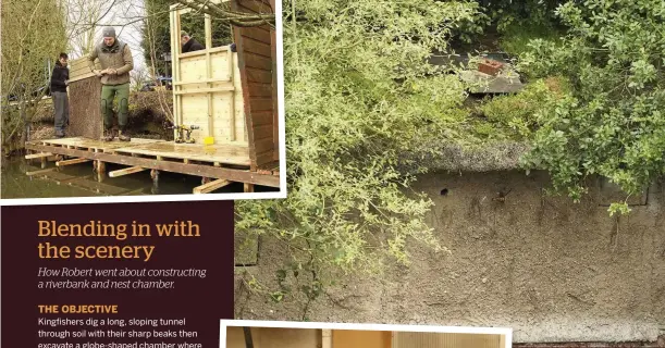  ??  ?? Top left: building work commences. Above: the completed replica riverbank. Left: the nest chamber and tunnel were moulded from a balloon and a drainpipe. Bottom left: a kingfisher’s diet consists of fish and aquatic insects.