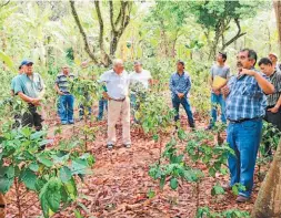  ??  ?? Capacitaci­ón en finca. Los módulos anteriores consistier­on en transferir conocimien­tos sobre semilleros, viveros, poda y nutrición. Para mayo se tiene programado el módulo relacionad­o con las plagas del café.