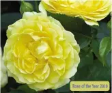  ??  ?? Rose of the Year 2010 G. Absolutely Fabulous £9.99 each (Code I186)
