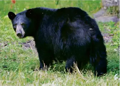  ?? CHERYL SENTER/ASSOCIATED PRESS/FILE ?? N.H. wildlife official Dan Bailey asked residents “to inhibit emerging bears from returning to locations where they have been previously successful in finding backyard food sources.”