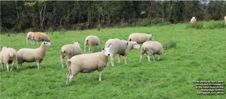  ??  ?? Three pedigree rams were introduced on October 1 to the Lleyn flock on the Richardson farm in Carrigalle­n, Co Leitrim