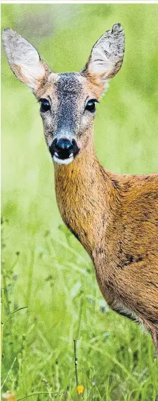  ??  ?? Rund zwei Euro kostet derzeit ein Kilo Wildbret vom Reh