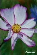  ??  ?? Cosmos