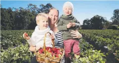  ??  ?? DELICIOUS: Kiara Carmichael with sons Patrick 3, and Owen 2, pick strawberri­es at Strawberry Fields at Palmview.