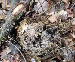  ??  ?? Ende August, Anfang September verlässt der Falter sein Nest. Die Gespinste samt Brennhaare aber bleiben.