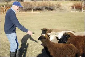  ?? SUSAN MCIVER/Special to The Herald ?? Summerland farmer Joe Bienz likes sheep because they are peaceful animals. He also appreciate­s their many uses, including meat and wool production and keeping his land clean.