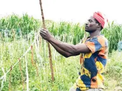  ?? ?? Ibrahim of Gidan Kwari has improvised trellising ropes for stacking tomatoes