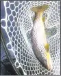  ?? Courtesy photo ?? A 25-inch brown trout is in the net, caught at the White River below Bull Shoals Dam.