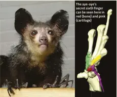  ??  ?? The aye-aye’s secret sixth finger can be seen here in red (bone) and pink (cartilage)