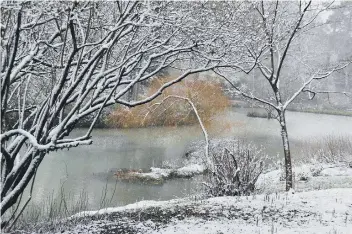  ??  ?? David Clark from Horsham captured this snowy scene at Leonardsle­e Gardens on Sunday