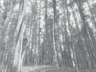  ?? PETER MARTEKA/HARTFORD COURANT PHOTOS ?? White pines reach for the sky in the Torrey Preserve.