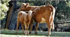  ??  ?? Gordon Country remains a working cattle station so guests can get the real feel of a cattle property with people friendly animals.