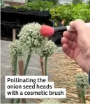  ??  ?? Pollinatin­g the onion seed heads with a cosmetic brush