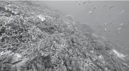  ?? SAM MCNEIL/AP FILE ?? A sea turtle swims off the coast of Queensland, Australia. A U.N. treaty will create a new body to manage conservati­on of ocean life.